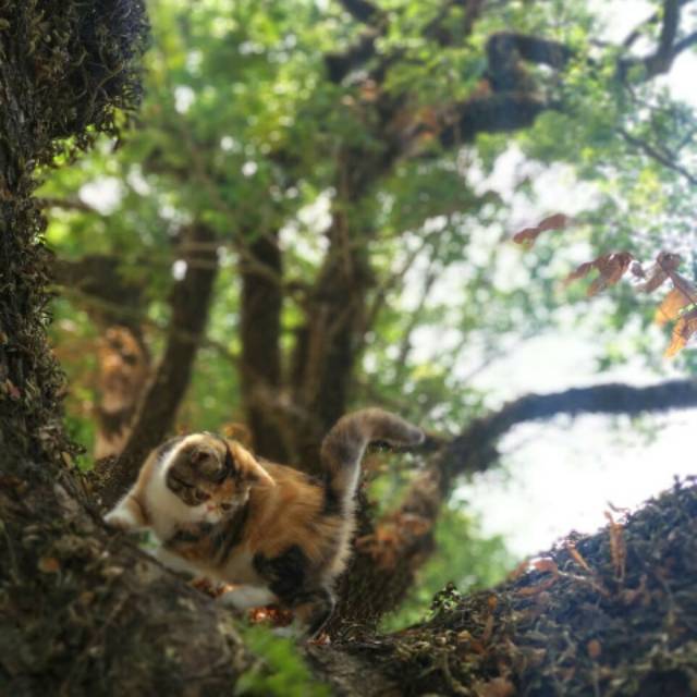 Kucing exotic shorthair