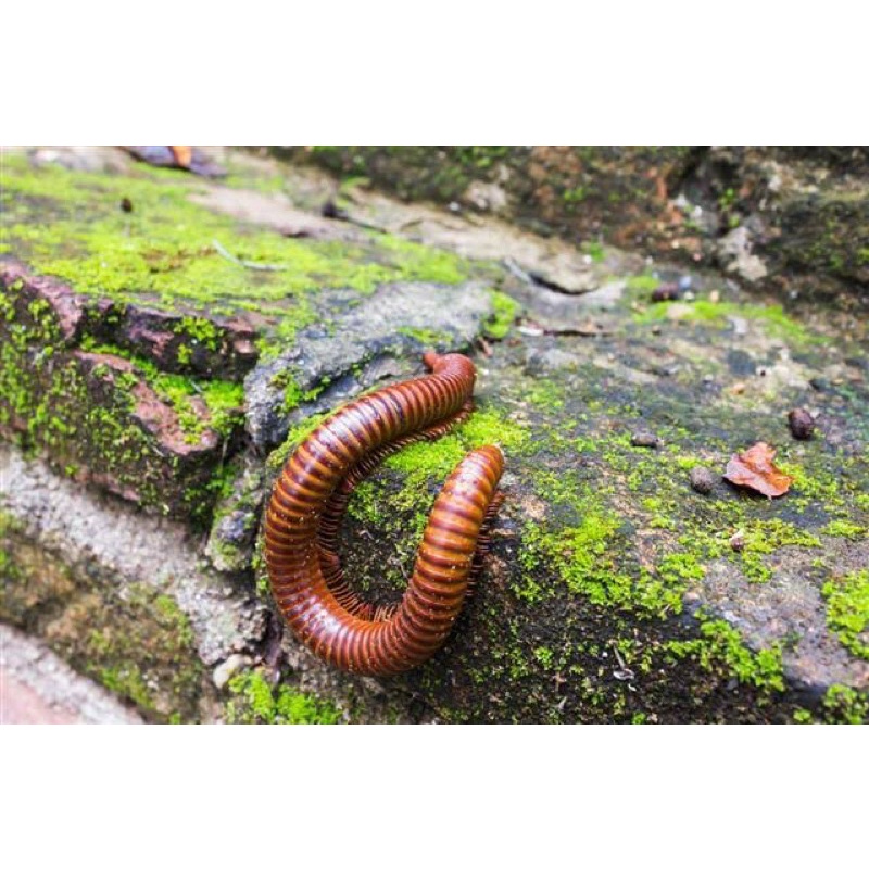 Milipide / Luwing Kluwing / Kaki seribu Hidup