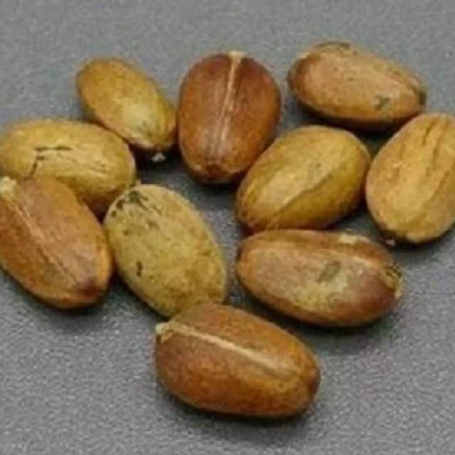 

Kacang diet polokyo