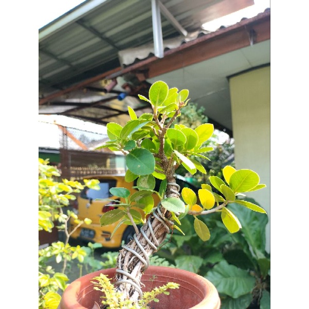 Bonsai beringin dollar