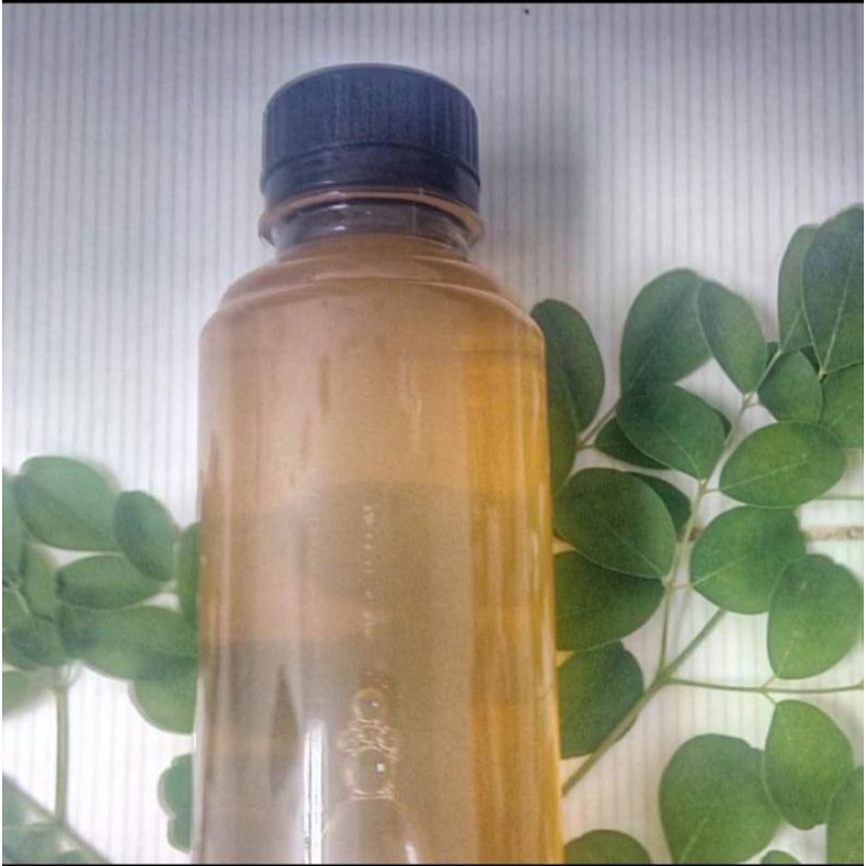 

prebiotik daun kelor/sari daun kelor