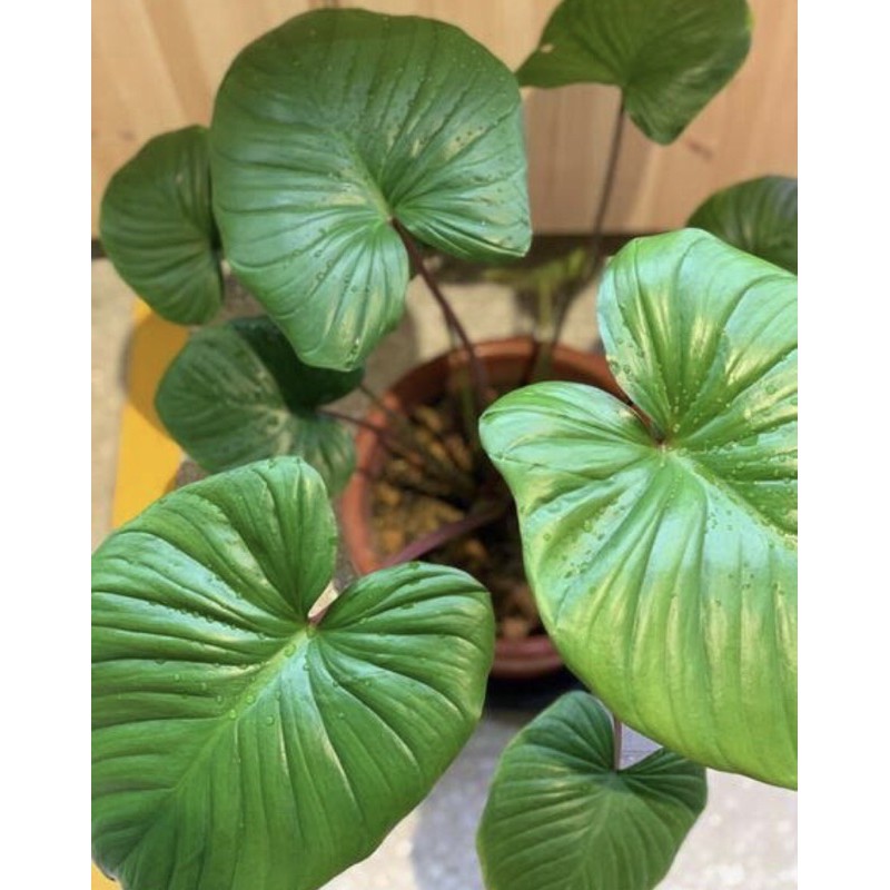 Homalomena Rubescens