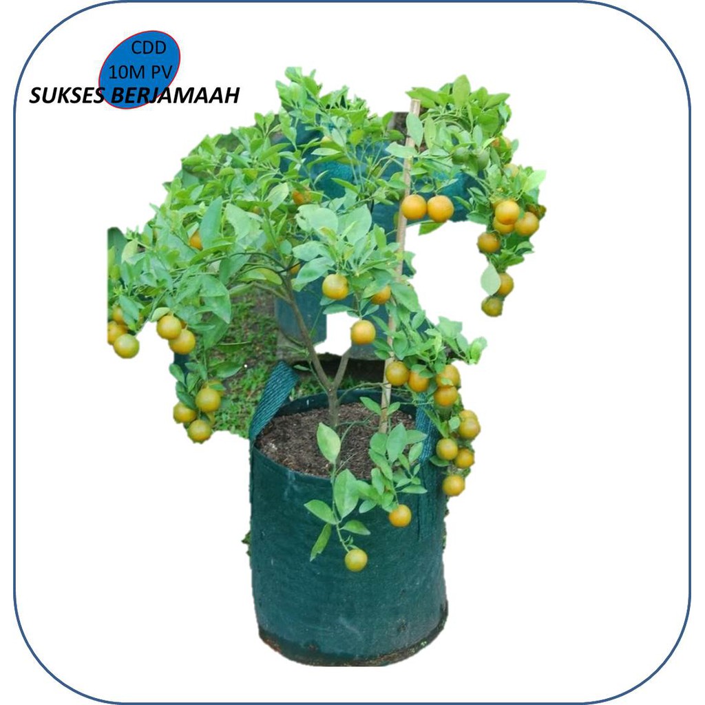 RPM Planter bag 75 liter pot tanaman pot besar pot durian bahan asli