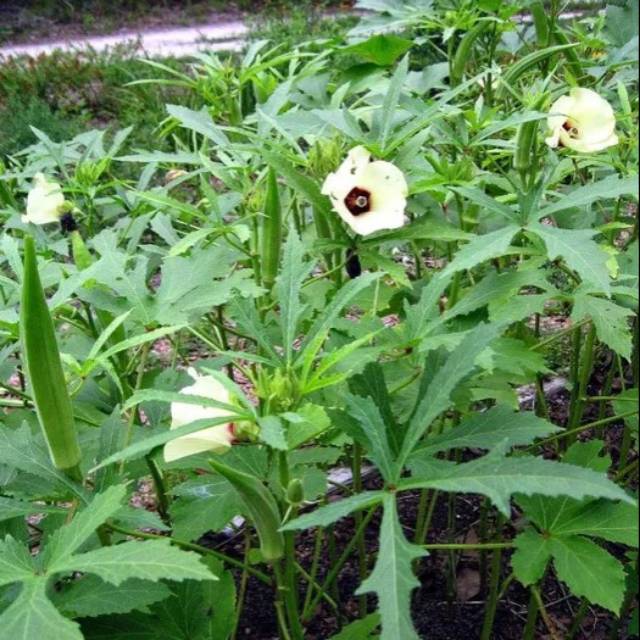 Bibit Tanaman Okra Hijau