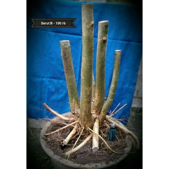 BONSAI SERUT GROPING MEDIUM 20k