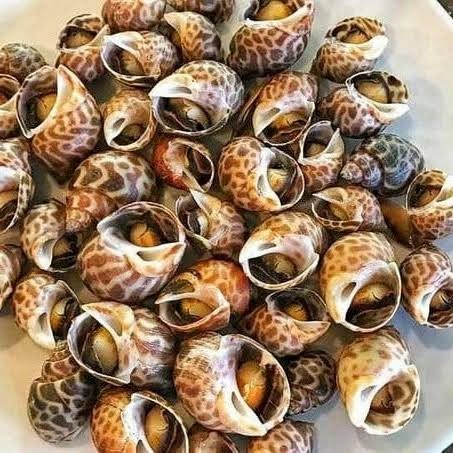 

keong macang per 1kg