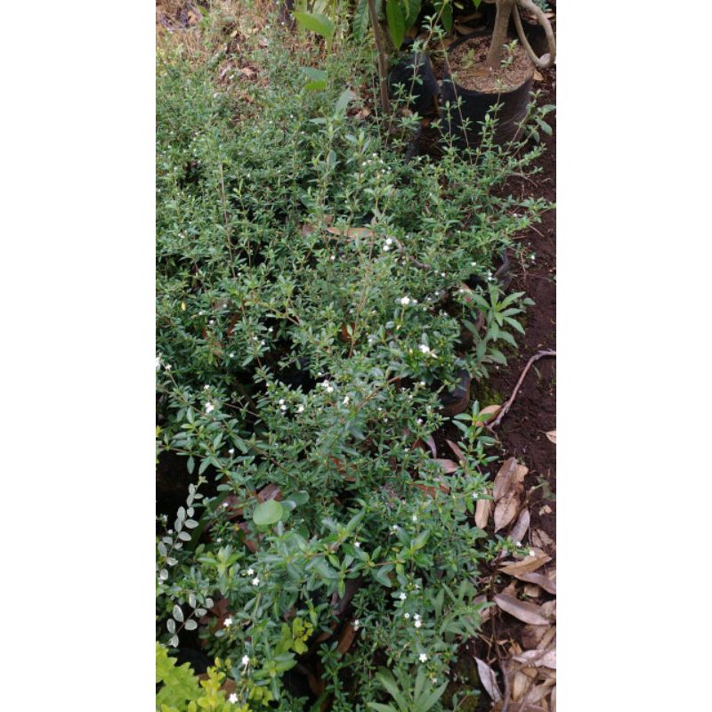 bahan/bibit bonsai serissa / seribu bintang