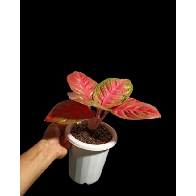 Aglonema wulandari remaja