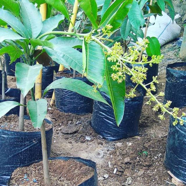 Bibit mangga chokanan siap berbuah