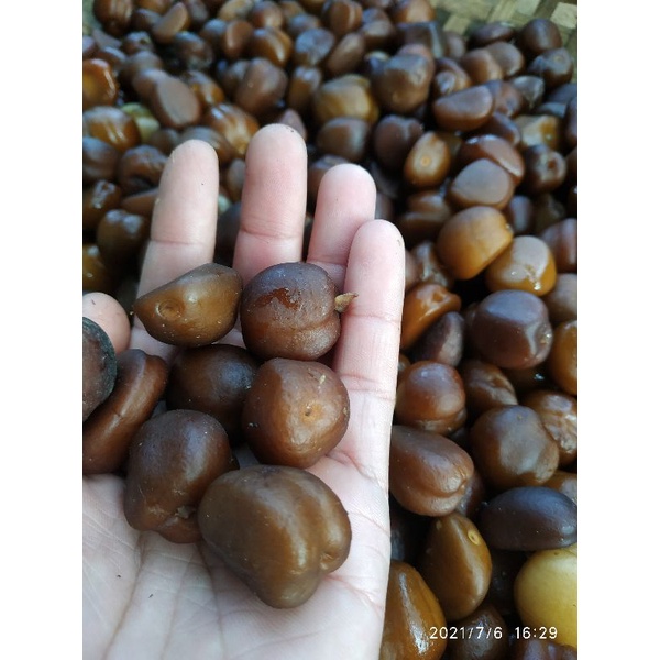 PAKET 100 BIJI SALAK PONDOH / BENIH SALAK / SALAK PONDOH