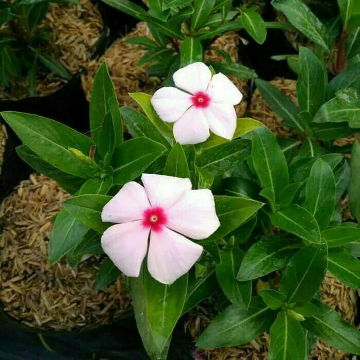 Bibit Tanaman Hias Bunga Tapak Dara