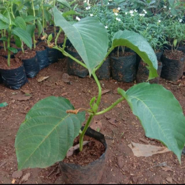 Pohon Markisa Jumbo-Bibit Pohon Erbis Markisa Jumbo