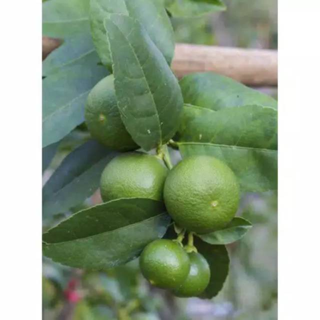 Bibit jeruk nipis murah | pohon buah jeruk nipis | jeruk nipis