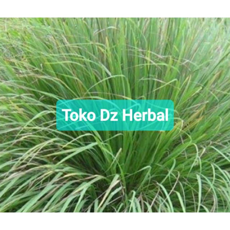 

Daun sereh merah daun sereh wangi segar 1 kg-az