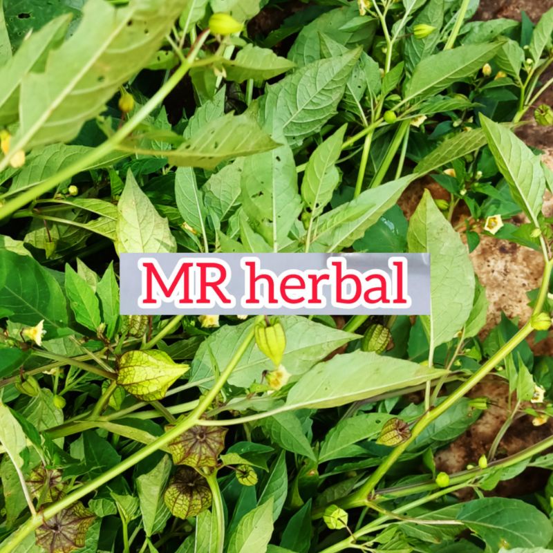 

Daun ciplukan atau cecenet segar