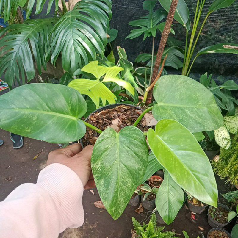 philodendron giganteum marble
