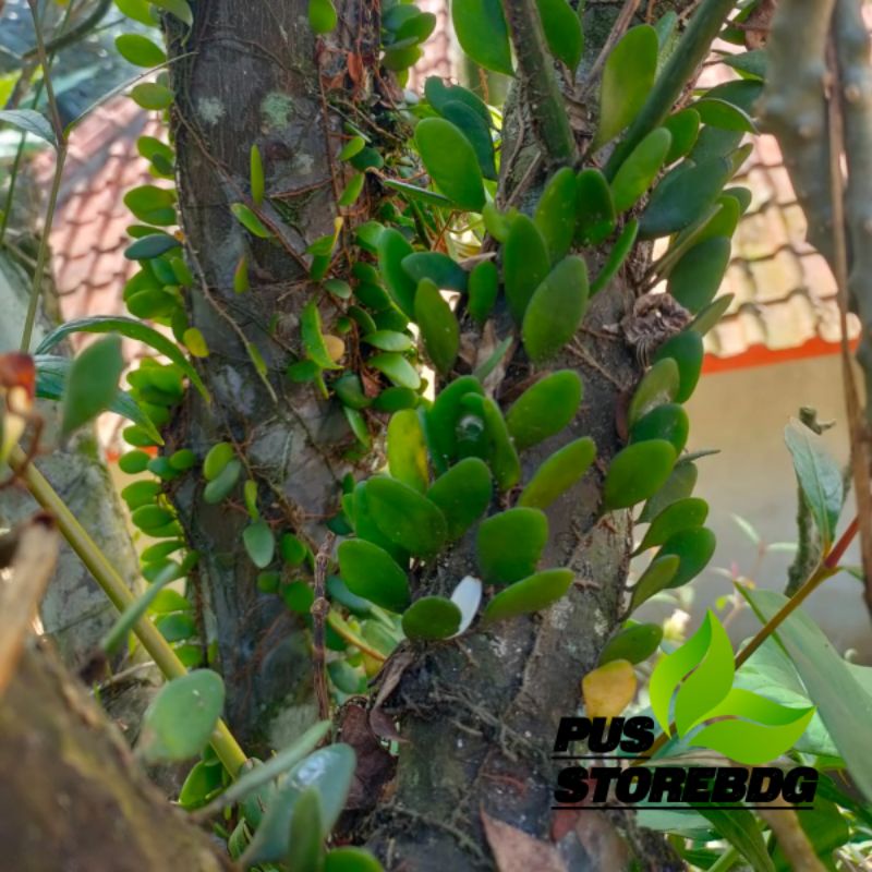 

Promo daun sisik naga atau daun picisan 250 gram