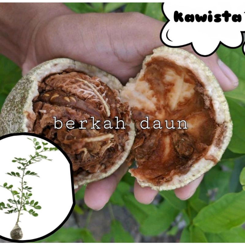 bibit buah Kawista