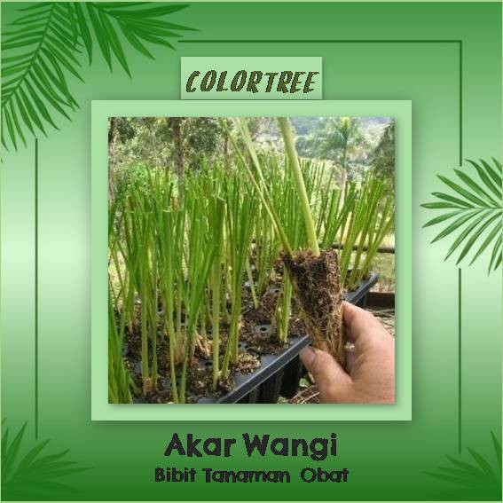 Bibit Tanaman Obat Akar Wangi