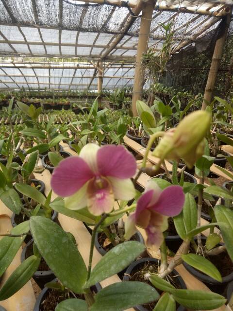 Anggrek dendro sedling - Seedling anggrek dendrobium bulat