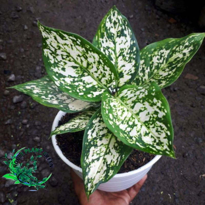 Aglonema dud white Anjamani