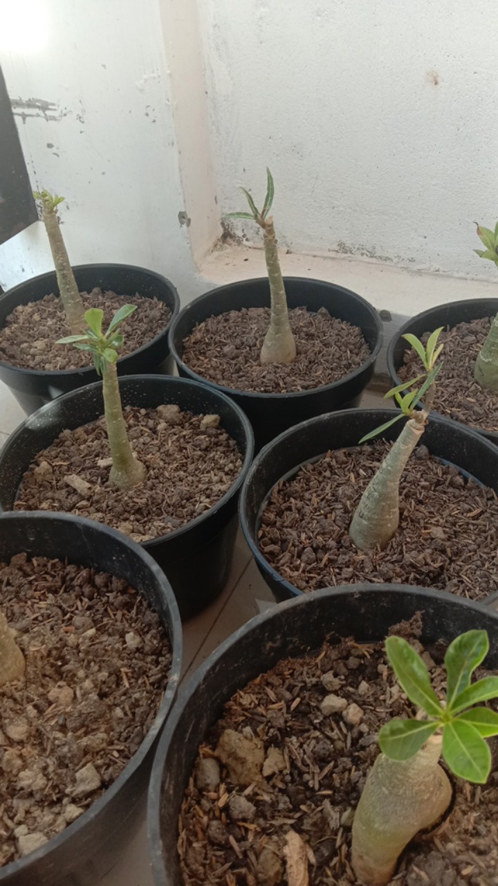 Bibit Bunga Kamboja Jepang