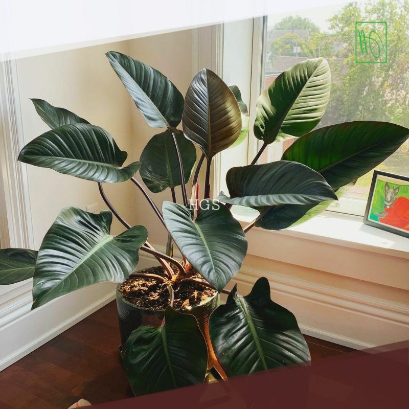 Tanaman Philodendron Congo Rojo