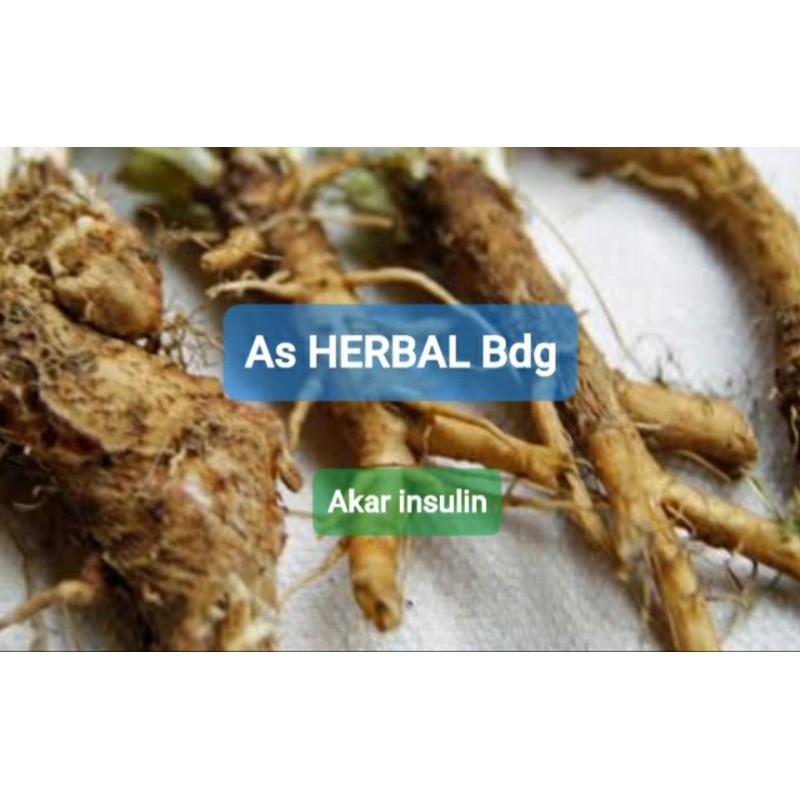 

Akar insulin akar pohon insulin segar 300 gram-az