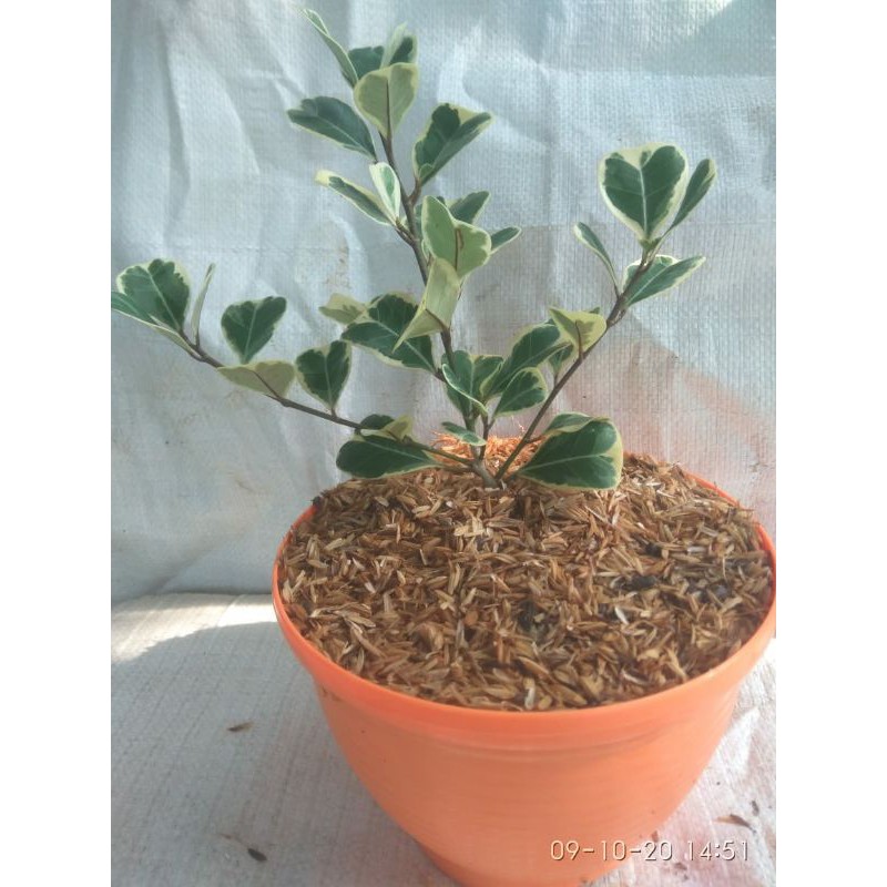 tanaman hias ficus triangularis