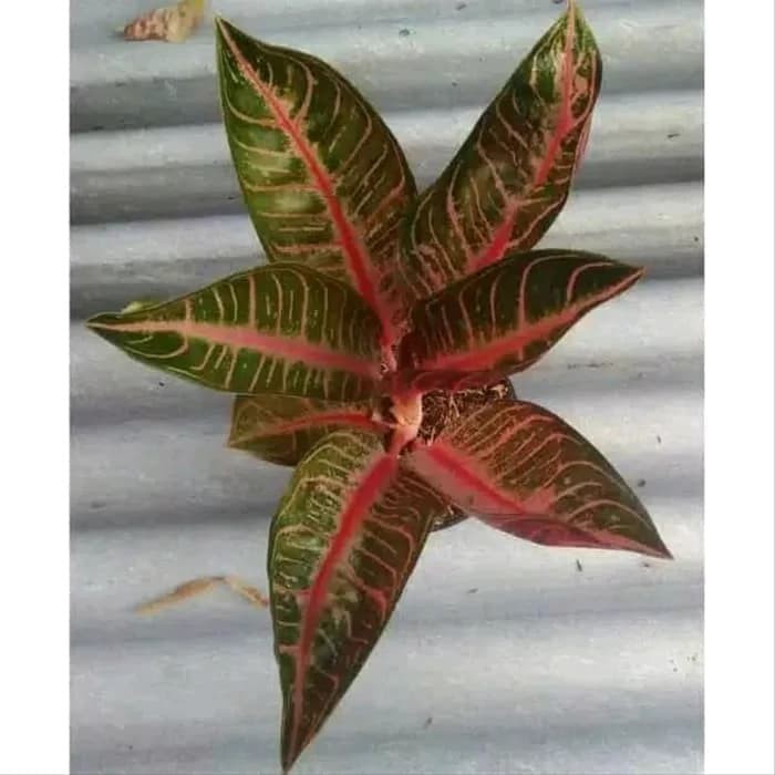 Tanaman Hias Aglonema Red Sumatera - Aglaonema red sumatera