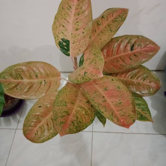 Aglonema Lulaiwan Bigroy