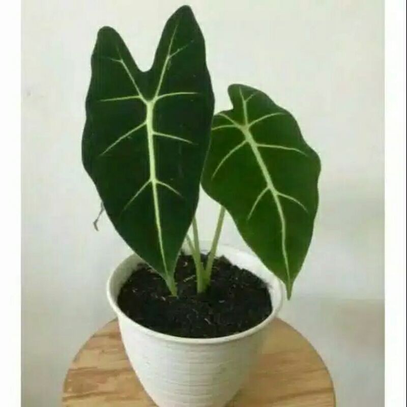 Keladi Neon - caladium neon - Tanaman Hias keladi