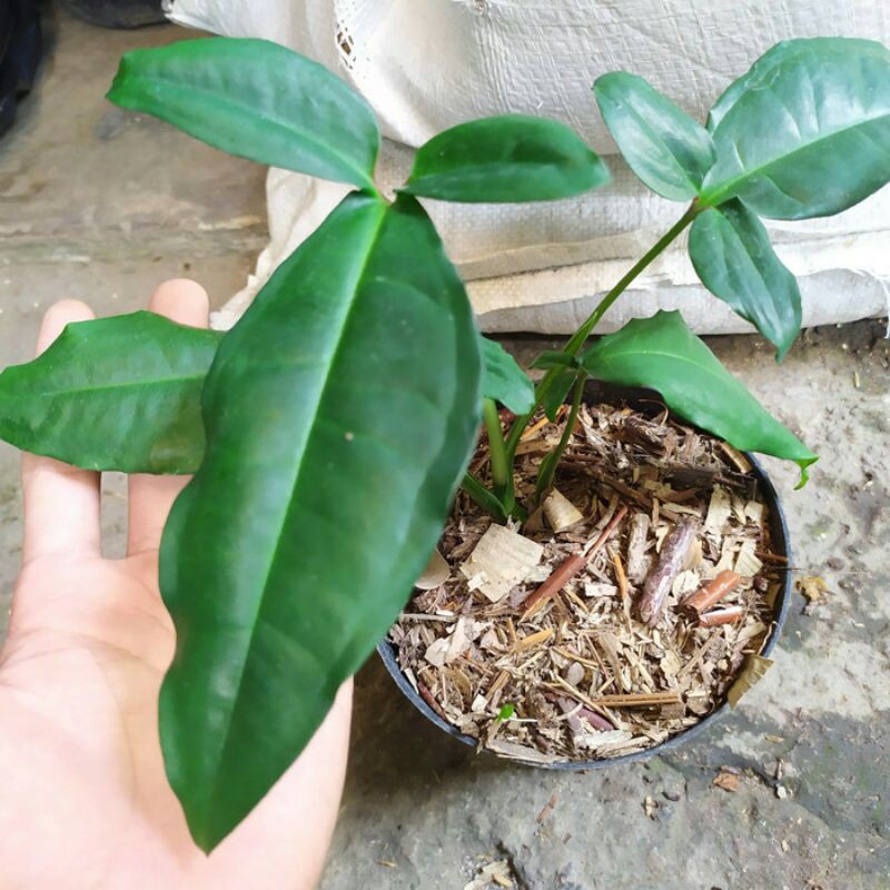 LANGKAH syngonium podophyllum auritum