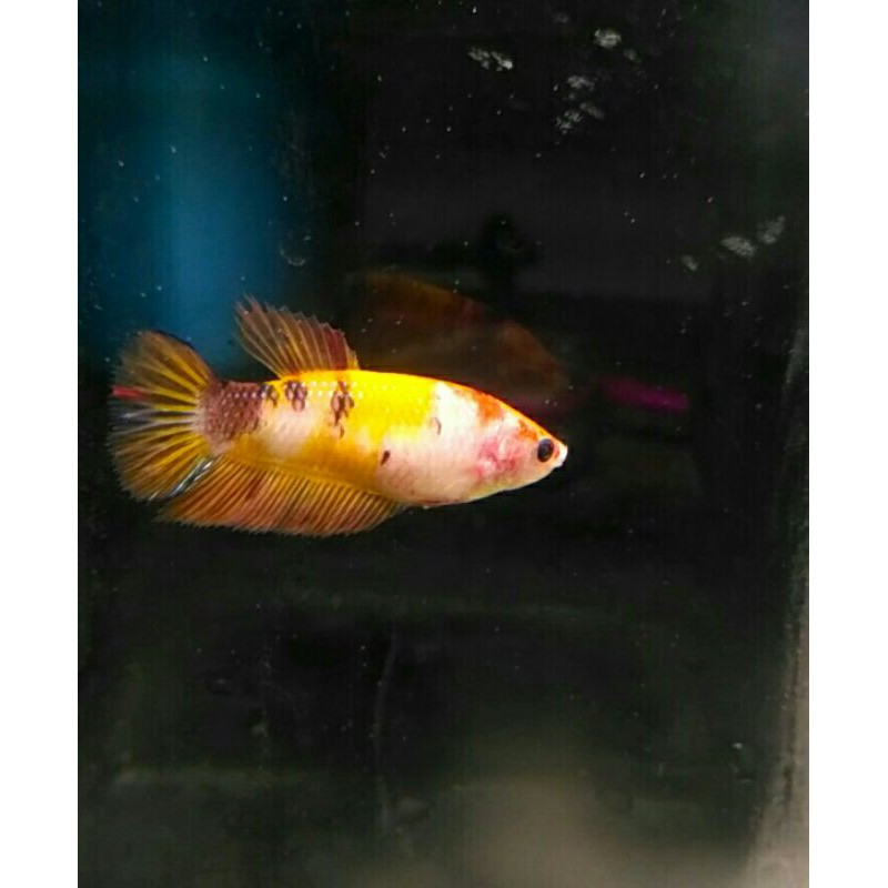 cupang hias nemo female/betina