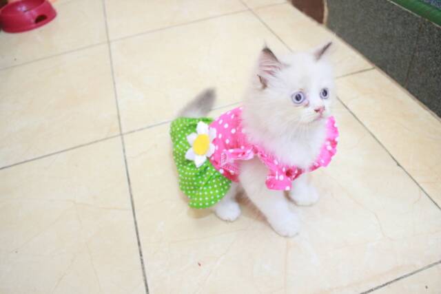 Dress pingrind polkadot lucu untuk kucing dan anjing / baju kucing murah meriah size S M L XL