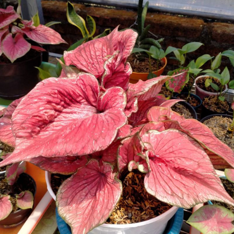 keladi Red Jaguar (keladi merah)