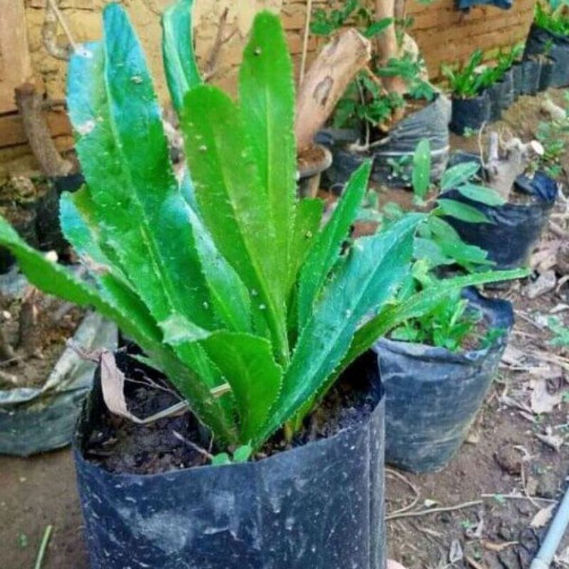 walang sangit/ daun walang sangit/ ketumbar /umpan ikan /daun herbal