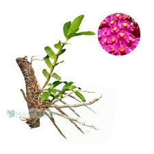 Anggrek Secundum dendro Spesies Sikat Gigi Pohon Hidup