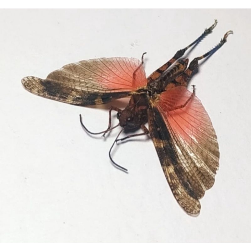 AWETAN SERANGGA BELALANG CALAPTENOPSIS
