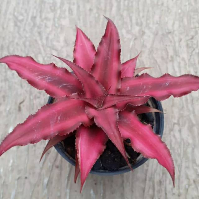 Red Cryptanthus (Cryptanthus Ruby)