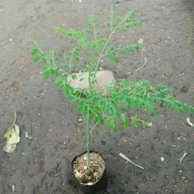 Tanaman herbal daun kelor - pohon kelor