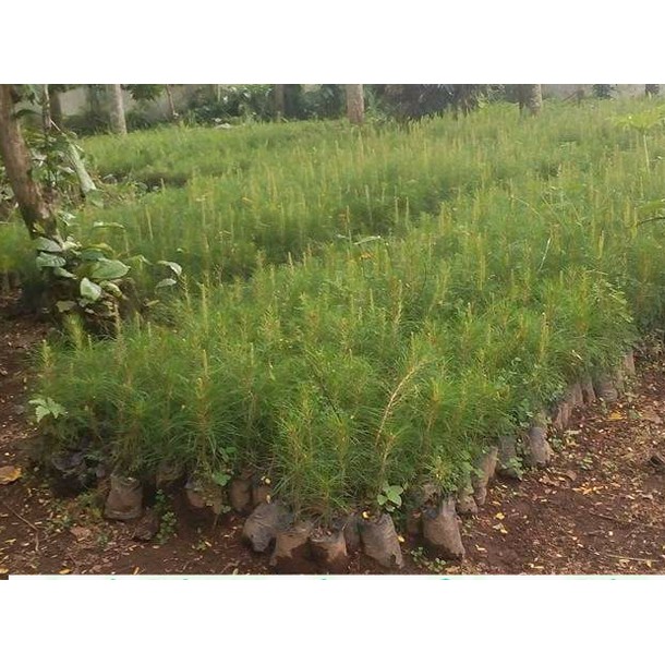 Grosir Bibit Pohon Pinus Merkusi Super Unggul   / Benih/Biji/Bibit
