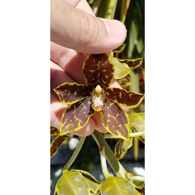 Grammatophyllum martae dewasa