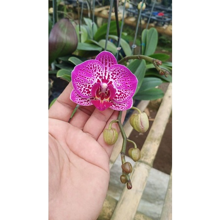 angbul novelty spike kenop