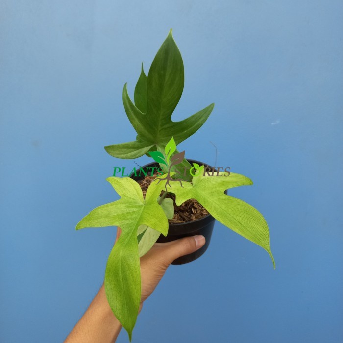 Philodendron Florida Ghost Mint