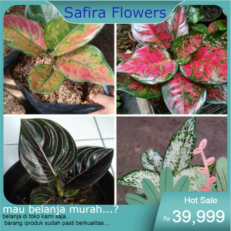 4 paket (BIBIT)aglonema dud anjamani, red heng heng, rotundum, snowhite