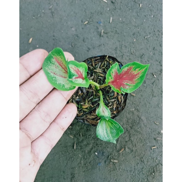 Caladium Red Peacock