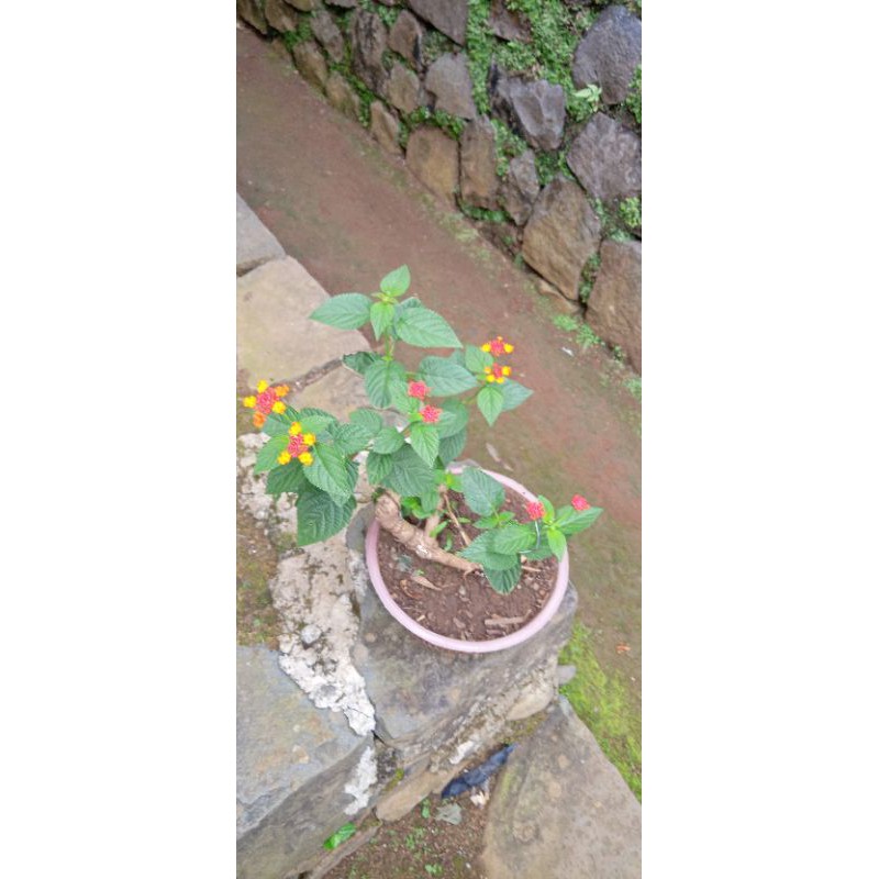 BONSAI LANTANA / BAHAN BONSAI CANTIK / LANTANA