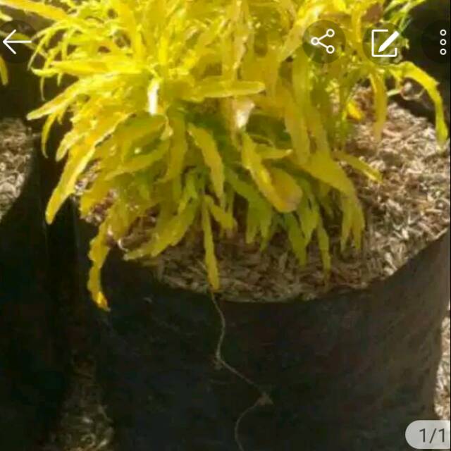 

Pohon brokoli kuning