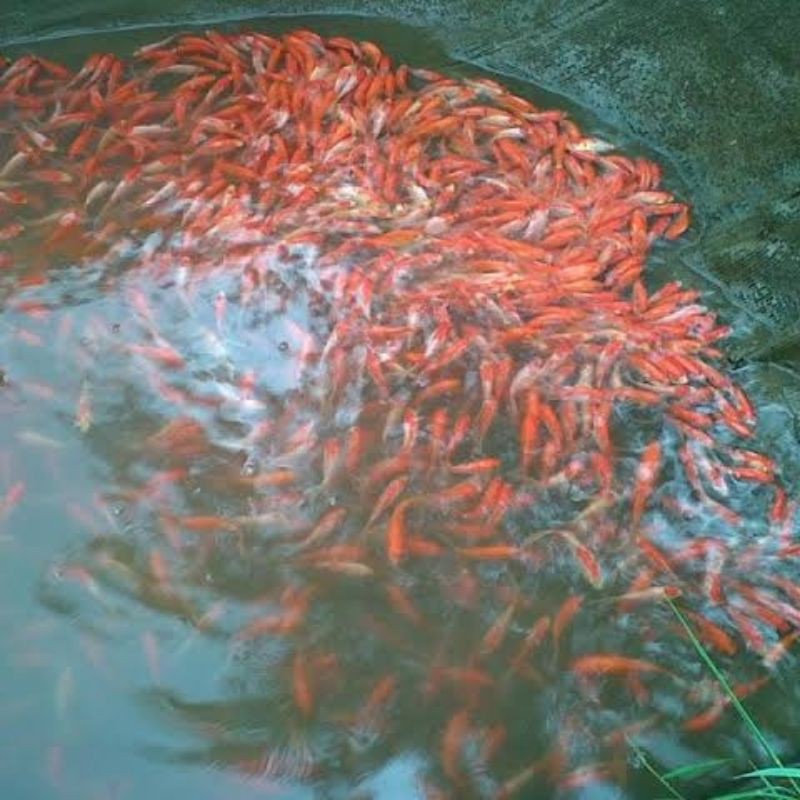 Bibit nila merah bangkok